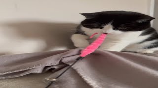 Why Does Your Cat Bite When You Pet It?