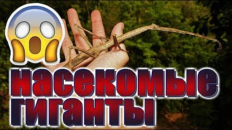 5 самых больших насекомых в мире