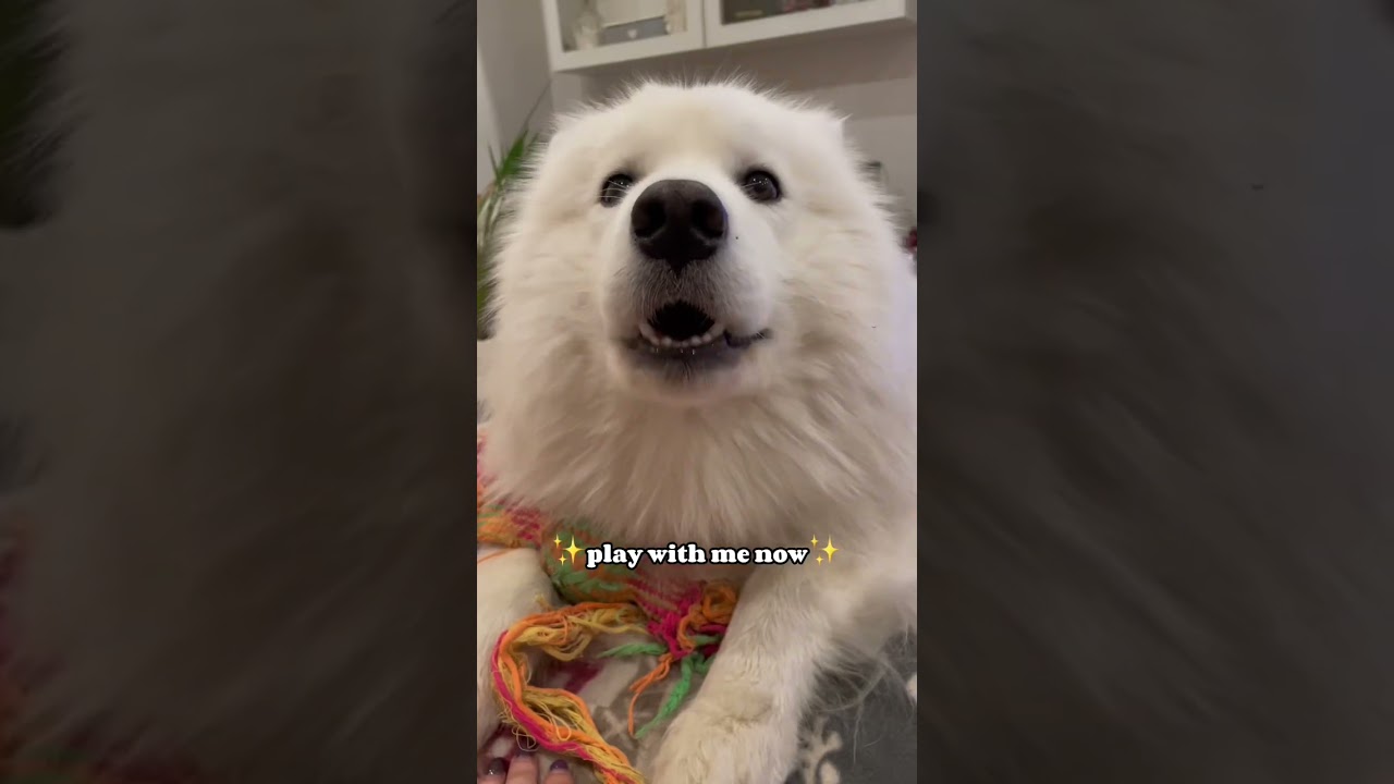 Different sounds my samoyed makes 
