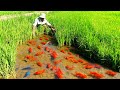 How ornamental fish farmer raising thousands of fish and harvest  mud pond last harvest