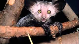 the Aye Aye Fast Facts by Dog Planet 1,214 views 8 years ago 1 minute, 49 seconds