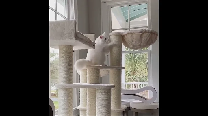 Video 2021421: maine coon cat, cream maine coon, quality maine coon, cat loves sleeping