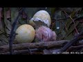 Sydney White Bellied Sea-Eagle, First Chick 2020 07 28