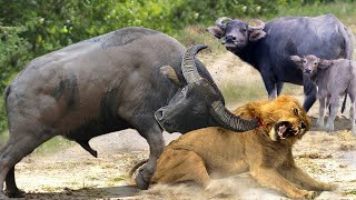 When Buffalos Fight Back Top 10 Savage Lion Encounters