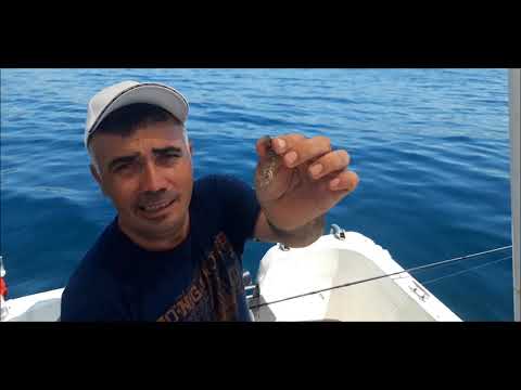 YENİ DİDİM KAZIKLI