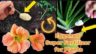 How To Make Eggshell Super Fertilizer for Plants in 3 Minutes