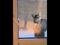 Pawsitively hilarious funny dogs that will make you howl with laughter  funny animals 2023