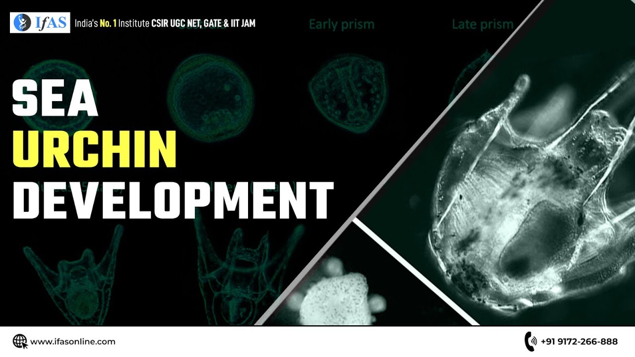 SEA URCHIN DEVELOPMENT I CSIR2023I GATE I DBTI STAR CONCEPT I
