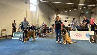 Europasieger Dog Show Dortmund GERMANY 13 May 2023 LEONBERGER Puppy Female