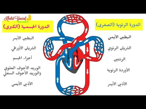 الدورة الدموية