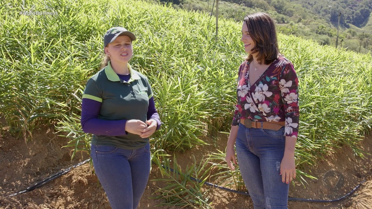 ES, maior produtor de gengibre - Agro Business | EP.5