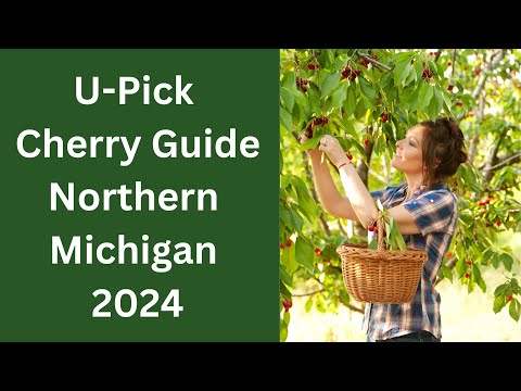 🍒 U-Pick Cherries in Michigan: 2024 Guide 🍒