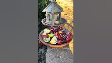 Hummingbird Drinks Nectar