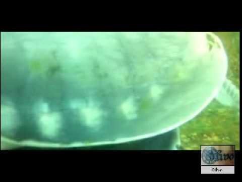 The Pig-nose Turtle Documentary Movie. Director an...