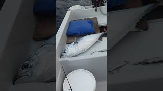 UFAK RAPALAYA BÜYÜK BALIK ATLADI #fishing #fish #fishinglife #balıkavı #balık #deniz #tekne #olta