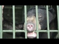 Sun Bear Rescue | Protect the Sun Bear From The Illegal Pet Trade | BSBCC