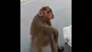 Lucu Monyet kentut, anjing marah.