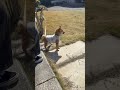 ひゃっくりかな#shorts