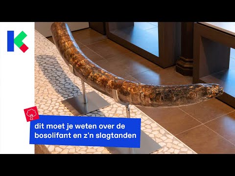 Video: Was betekent slagtand?