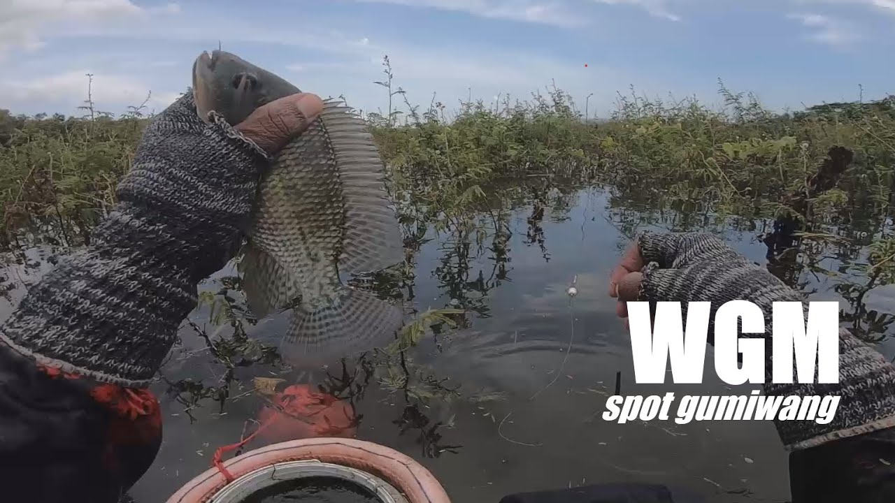 WGM spot gumiwang!! ikan gemuk-gemuk