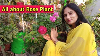 All about Rose plant | Rashmi's World - Create to Decorate | रश्मिस वर्ल्ड - क्रिएट टू डेकोरेट