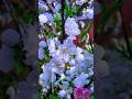 Nature’s Beauty 🌺 Relaxing Flower Scenery for Sleep”
