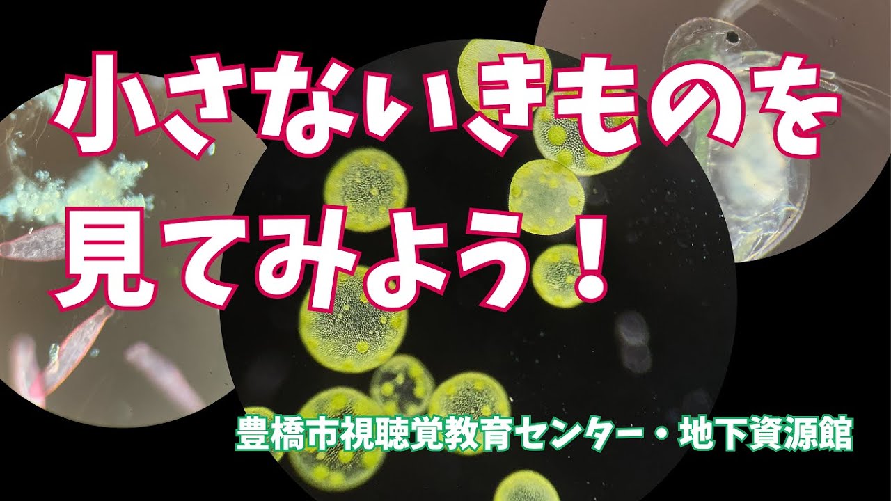 【顕微鏡で見る】水の中の小さないきものたち - YouTube