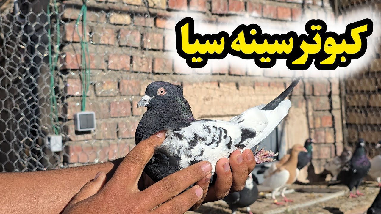 توضیحات کامل در مورد خرید کبوتر سینه سیا 🕊
