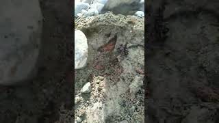 Download Lagu Penemuan Di Luar Nalar‼️#treasure#shorts MP3