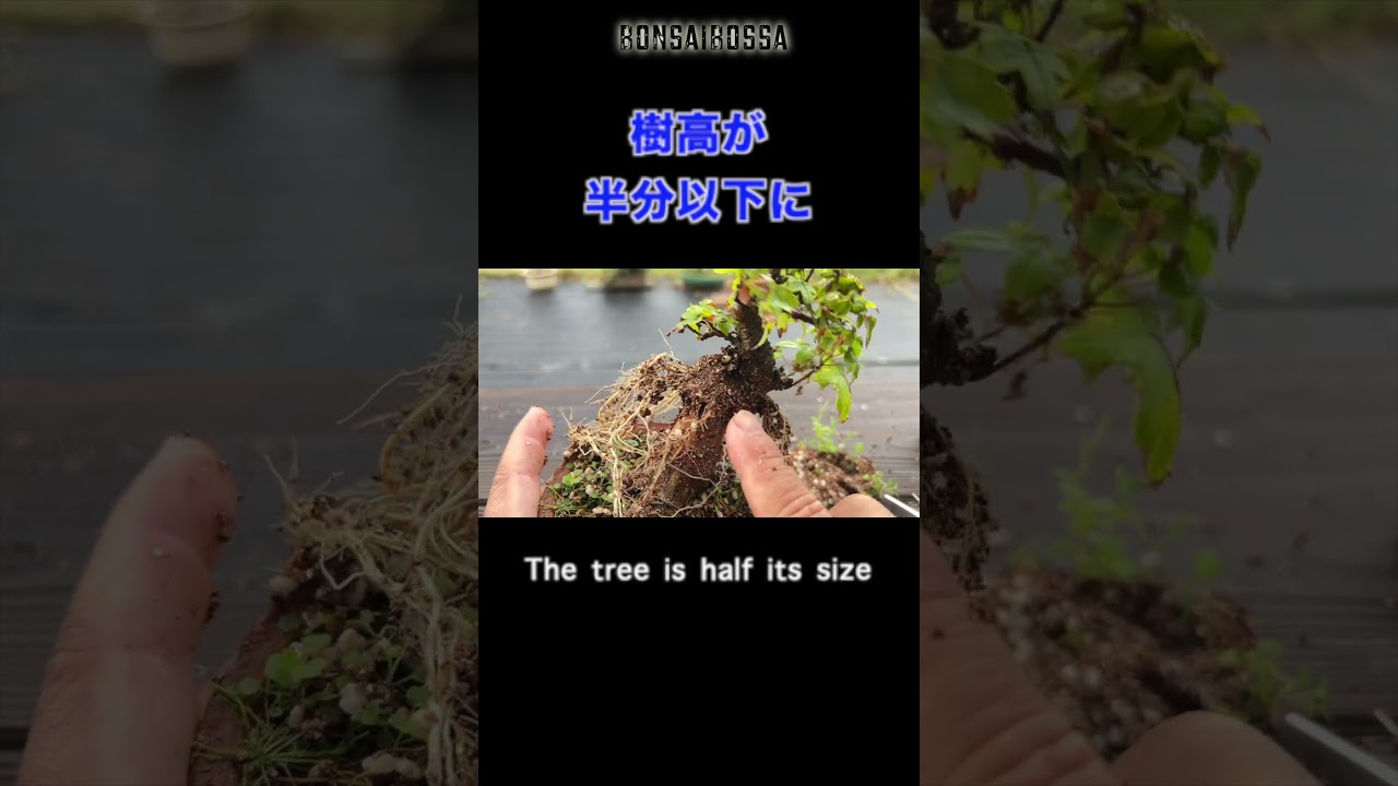 I bought this in May and quickly took a cutting. #bonsai - YouTube