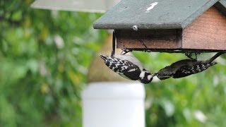 This is a short video of an adult Downy Woodpecker feeding one of its young on a suet house feeder. A suet house feeder is a 