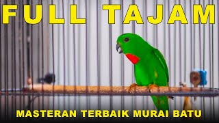 Burung serindit Full Tajam Nembak Gacor Bikin Emosi Semua Burung #serindit #masteranburung #birds