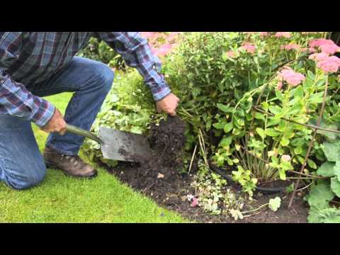 Refresh your Flowerbeds