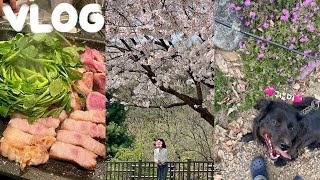 VLOG) 벚꽃으로 가득했던 4월의 봄 🌸 | 우리집 귀요미 🐶 등장이오 🖤 | 미나리목살•비빔국수 | 분당율동공원 | 이마트 랜더스데이 | 발린이•헬린이 | 직장인 브이로그