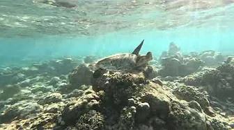 Turtle Dusit Thani Maldives 19.10.2024