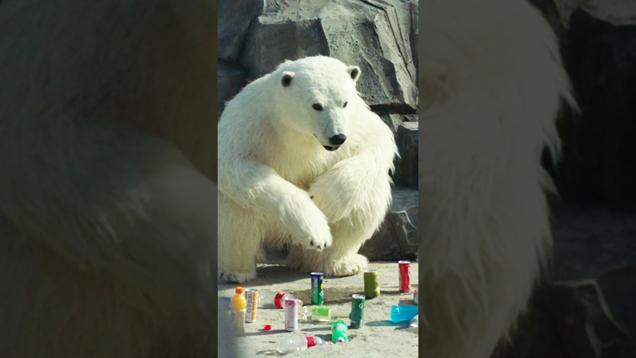 The Polar Bear That Loves Cola#shorts — Transcript
