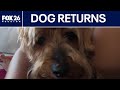 Dog returned after woman was targeted by scammers