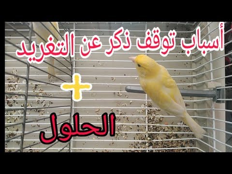 فيديو: لماذا توقف الكناري عن الغناء؟