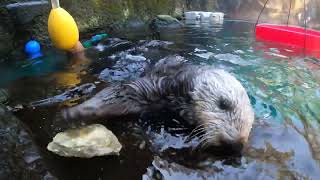 Rascally Sea Otters Crack Open Oysters And Gobble Them Up