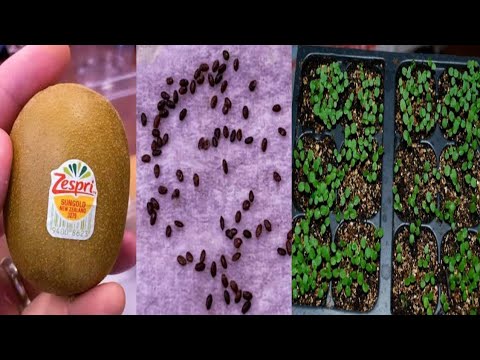 Kiwi Fruit Tree Growing From Seed |  How To Grow Kiwi successfully At