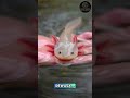 Axolotl: Lucu, Abadi, dan Superpower!