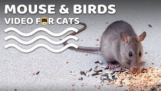 CAT GAMES  Mouse and Birds! Bird Chirping Sounds Video for Cats | CAT & DOG TV.
