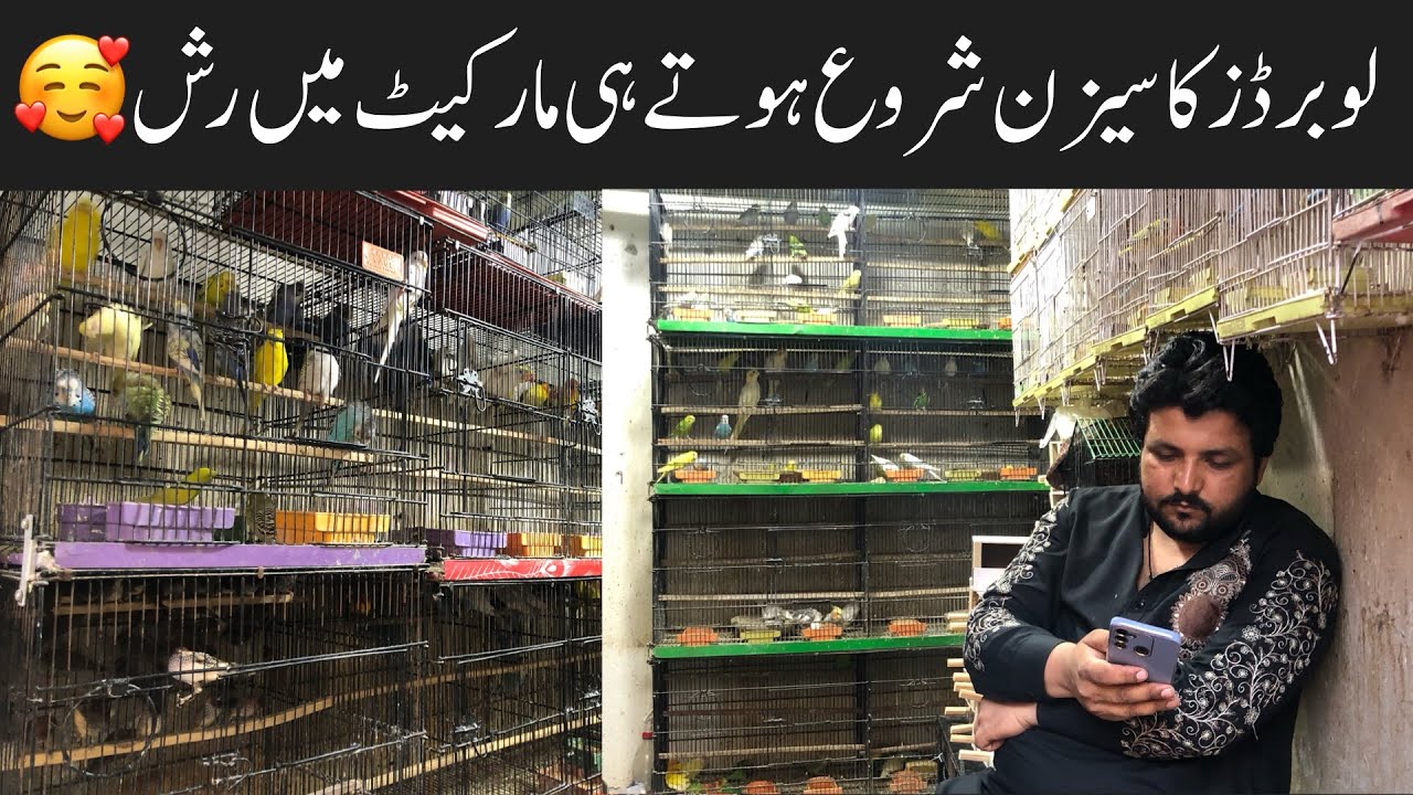 Rawalpindi Birds Market Leatest Birds Prices love Birds Prices