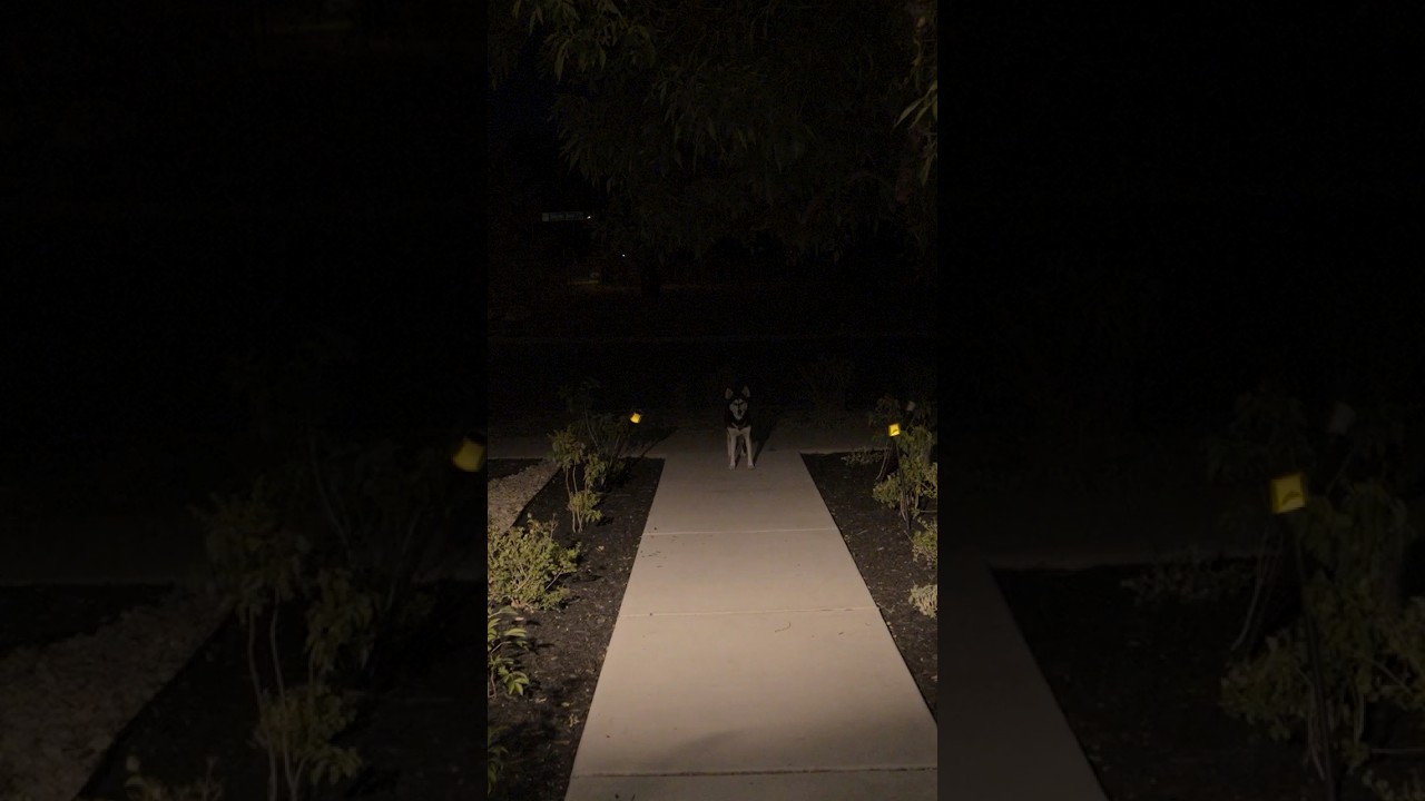 Dog Skin: Horror Short Film: OUT NOW!!