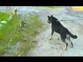 Кошка защищает собачку от собаки - The cat protects a dog from a dog