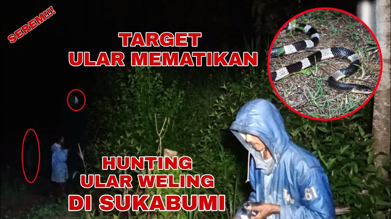 Berburu Ular Weling Malam Hari, HUNTING ULAR MEMATIKAN? SEDIKIT MENCEKAM