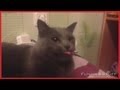 BEST CAT VIDEOS - JUNE 2013