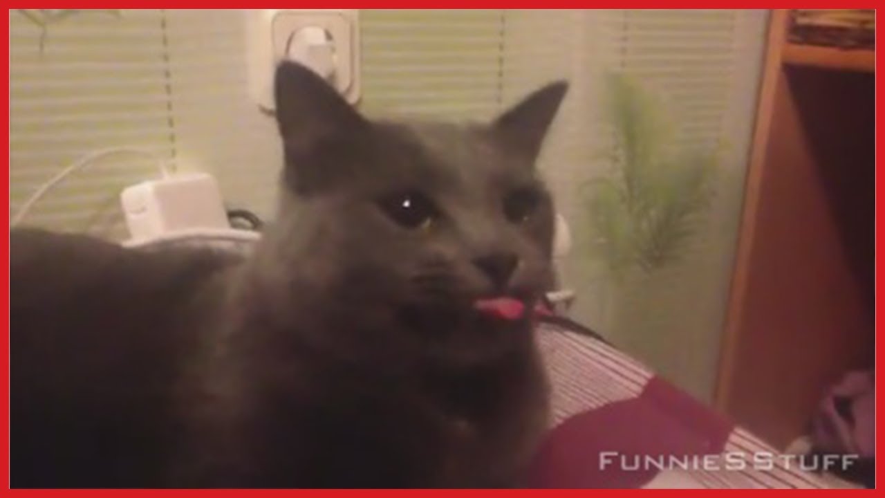 BEST CAT VIDEOS JUNE 2013 YouTube