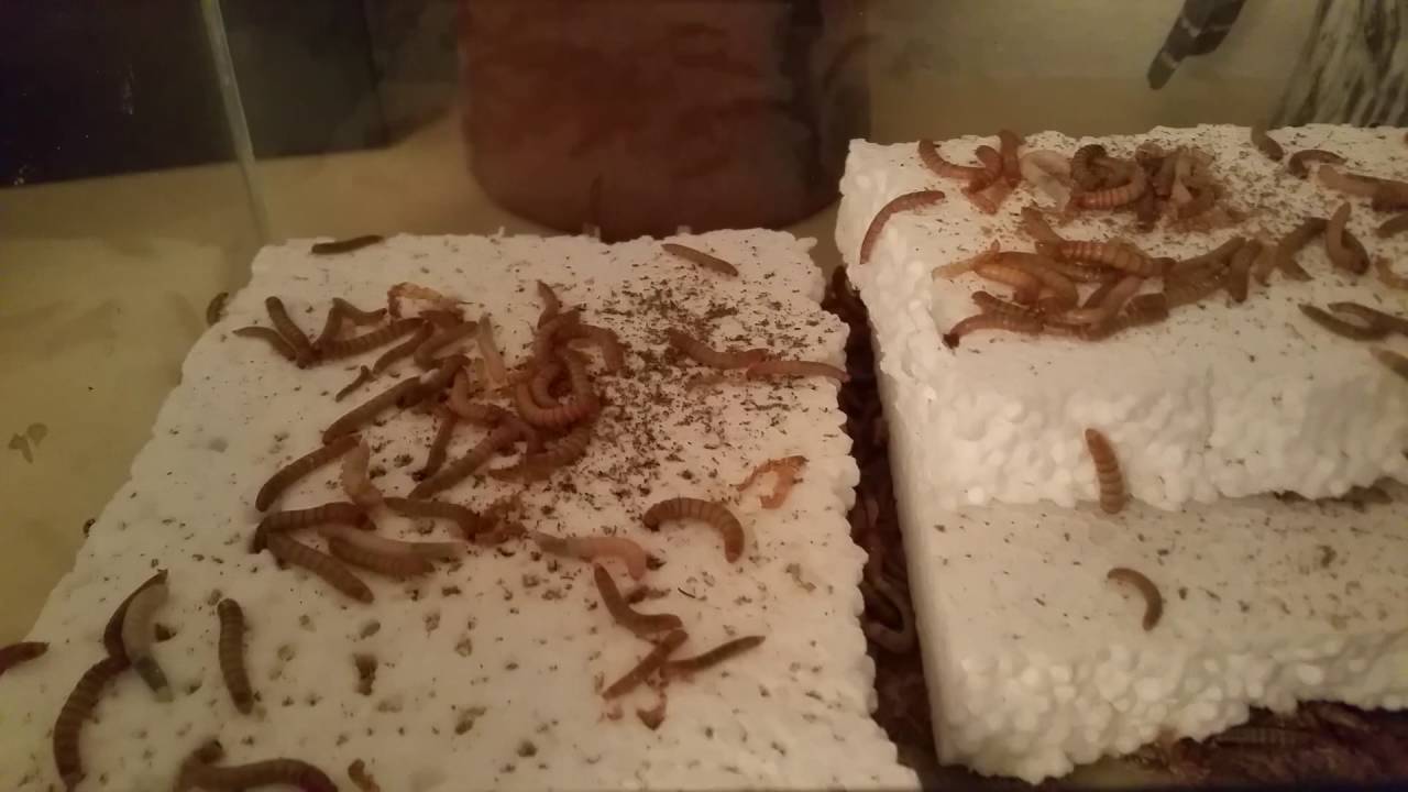 So Einfach Kann Man Styropor Biologisch Entsorgen Abbauen Polystyrol Entsorgung Mehlwurmer Youtube