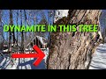 The Cabin Ep 16 / Dynamite hidden in tree!